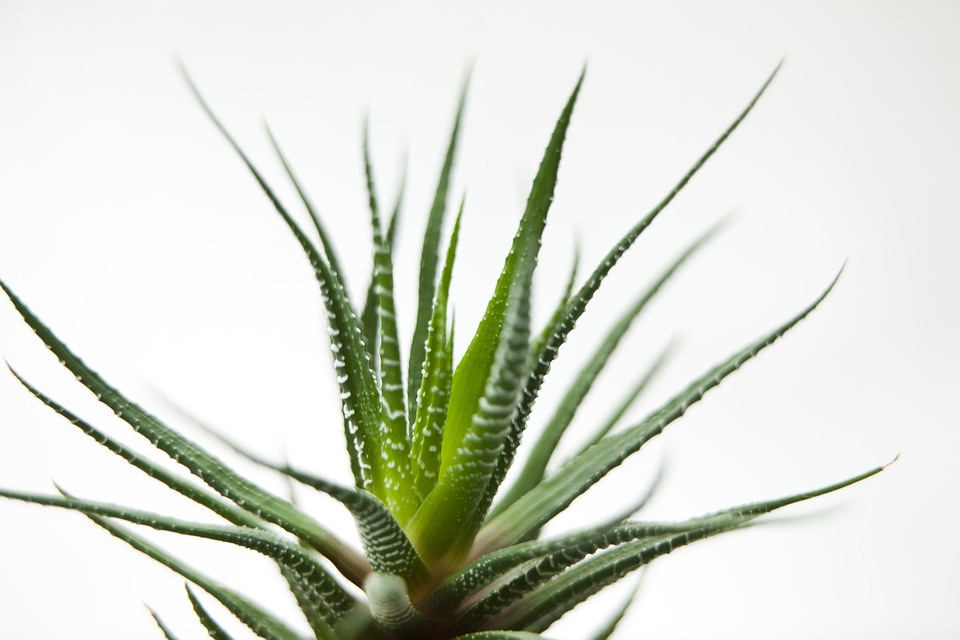 aloes